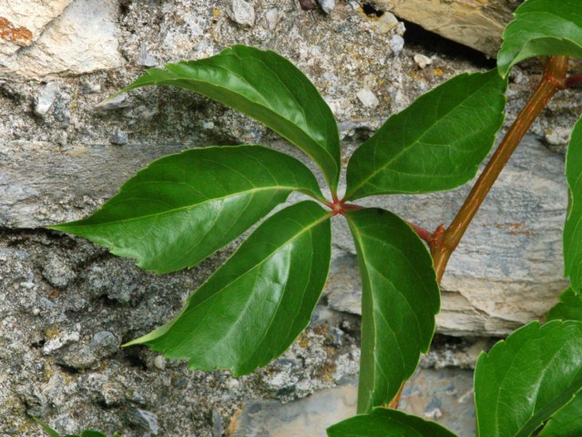 Parthenocissus quinquefolia / Vite canadese comune